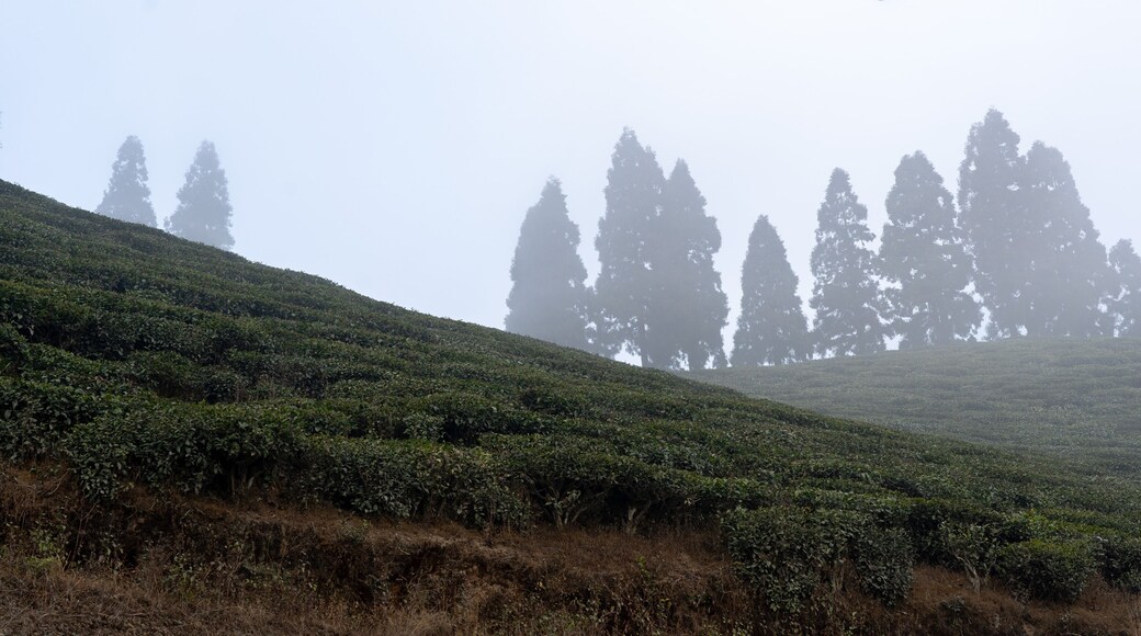 Tea Gaerdens of Ilam