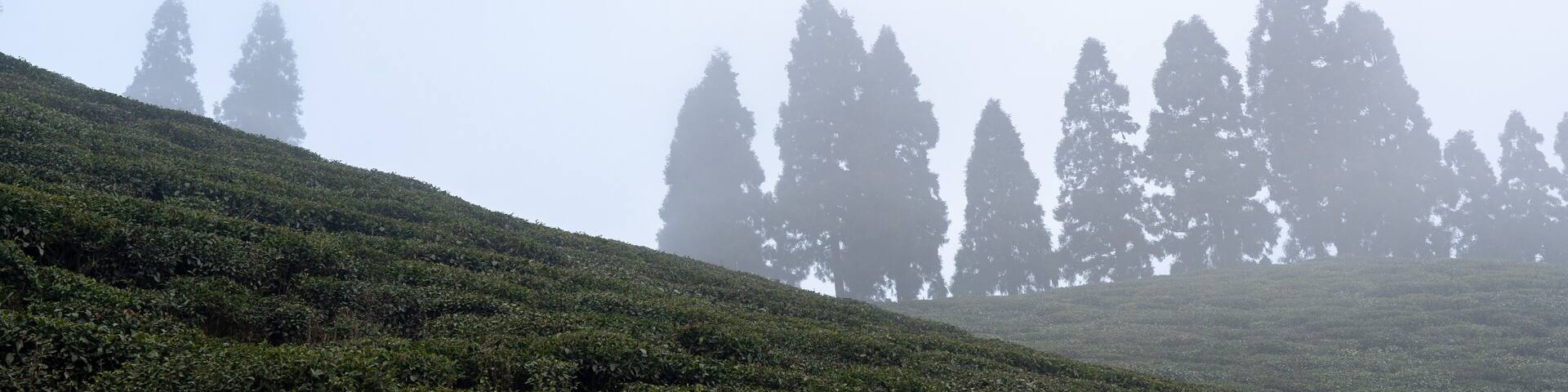 Tea Gaerdens of Ilam