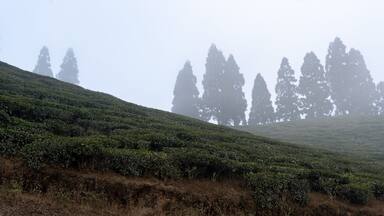 Une plantation de thé enveloppée de brume, avec des rangées d’arbustes à thé et de grands arbres en arrière-plan.