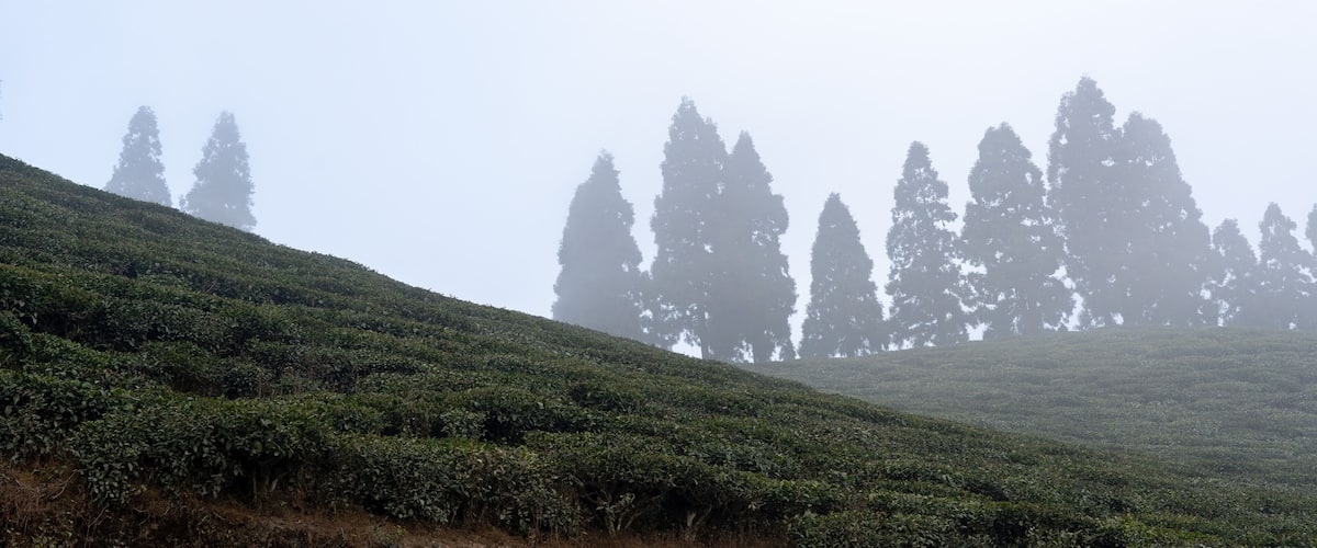 A misty tea plantation with rows of tea bushes and tall trees in the background.