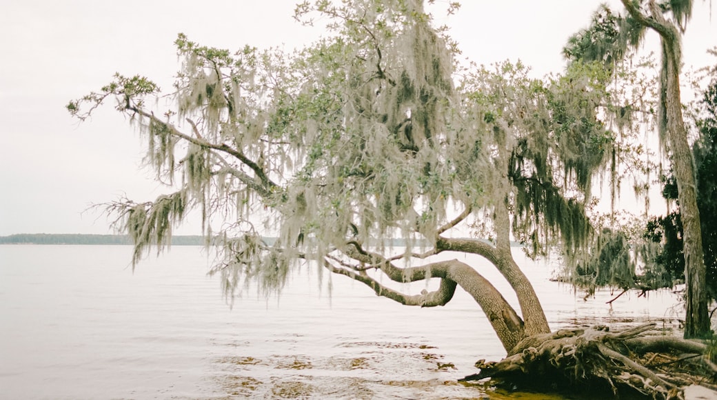 A tree with Spanish moss overhanging a calm body of water.