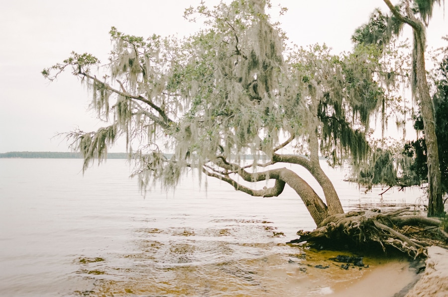 A tree with Spanish moss overhanging a calm body of water.