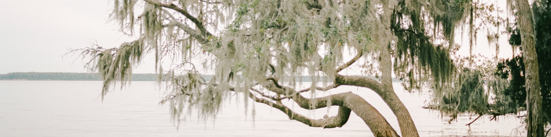 Un árbol con musgo español cubriendo un cuerpo de agua tranquilo.