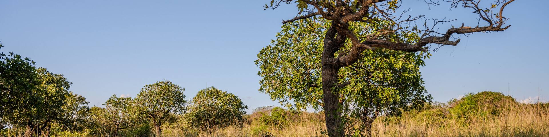 Tranquil Wetland Landscape with Boat and Lush Greenery in Gowainghat, Sylhet, Bangladesh