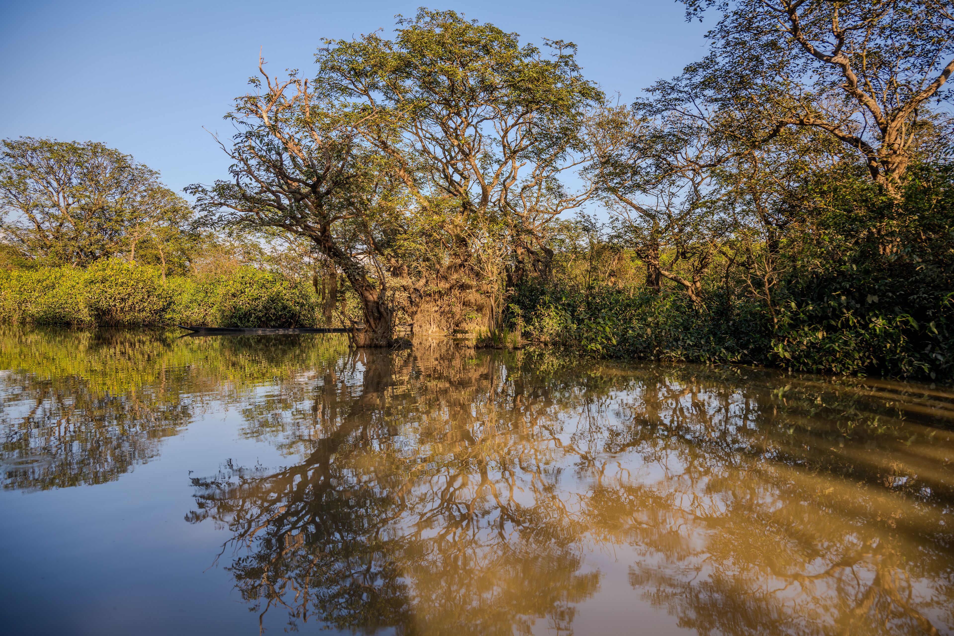 Tranquil Wetland with Reflected Trees in Gowainghat, Sylhet, Bangladesh