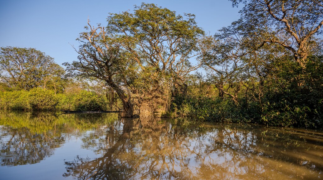 Tranquil Wetland with Reflected Trees in Gowainghat, Sylhet, Bangladesh