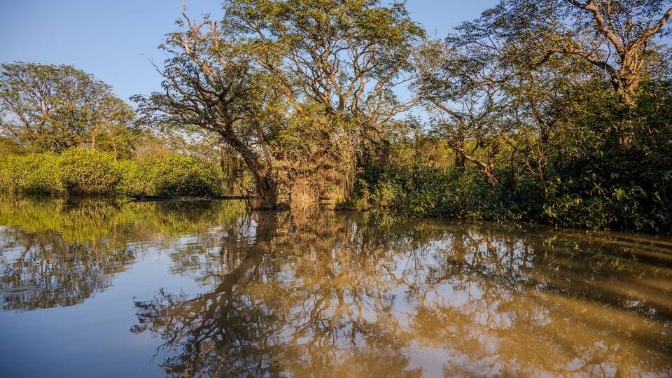 Tranquil Wetland with Reflected Trees in Gowainghat, Sylhet, Bangladesh
