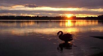 Everyone's read about Nassim Nicholas Taleb's book, Black swan, right?
Well only few have seen one!
Beautiful sunset on Canberra's lake. Nos that much visited by tourists, canberra is well worth it. it was a planned city, build from nothing at the beginning of the century. It is a cyclist paradise, with beautiful cycling lane away from traffic. Cycling round the lake can be a great weekend idea. Jogging or hiking round it can be a fantastic objective too. a bit of an oldy picture so sorry for the pixels!
#Canberra #Australia #sunset #lifeatExpedia #cycling #Swan #hiking