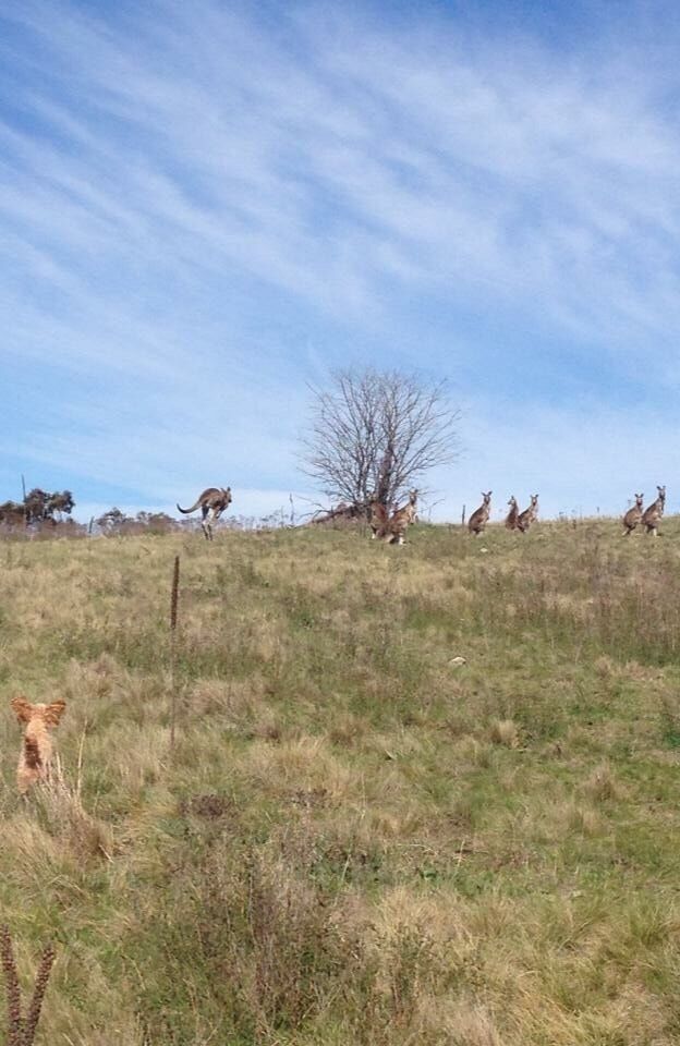 Wild kangaroos in Canberra Australia 