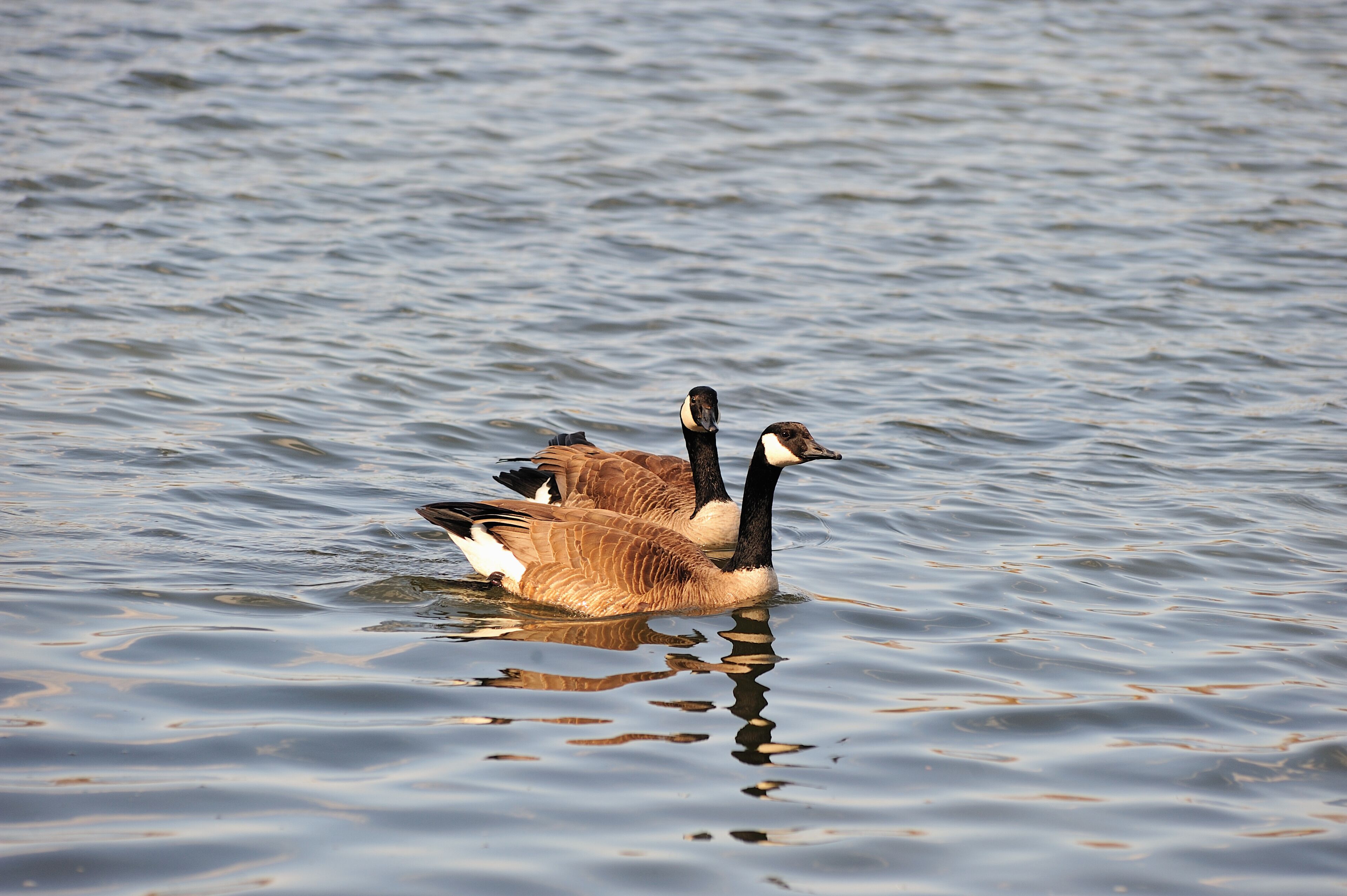 A pair of geese rest by floating along the Des Plaines River in Joliet, Illinois.