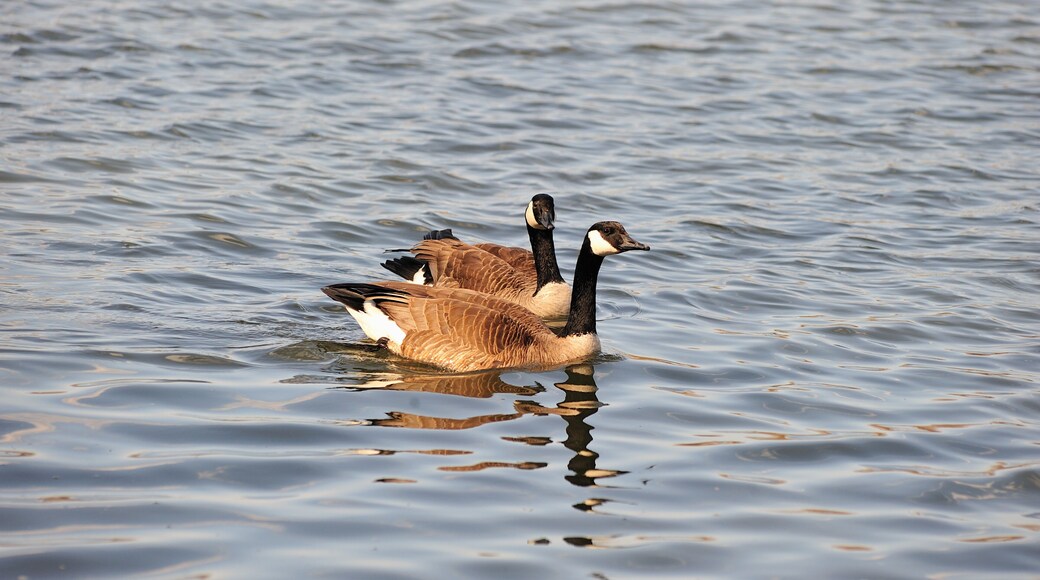 A pair of geese rest by floating along the Des Plaines River in Joliet, Illinois.