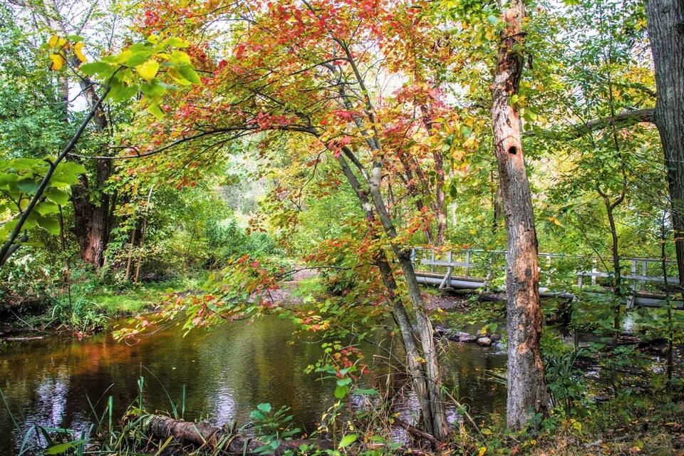 A serene forest scene with a small bridge over a calm stream, surrounded by trees with autumn foliage.