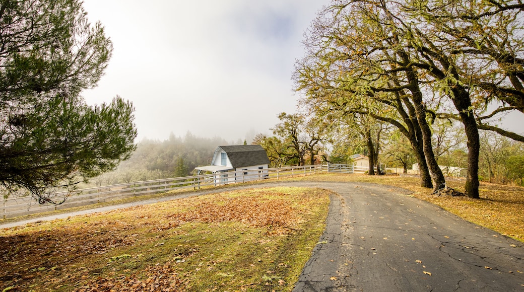 Barn, Northern California, Rural, Fall, Oak Trees, Willits,