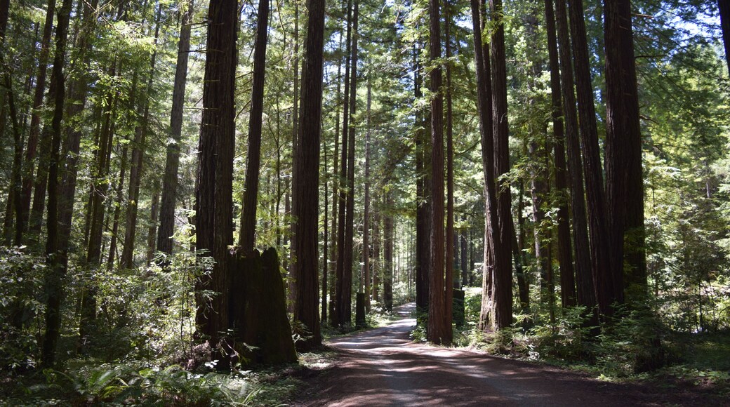 Path Through Tall Trees in Sunny Forest Near Willits, California