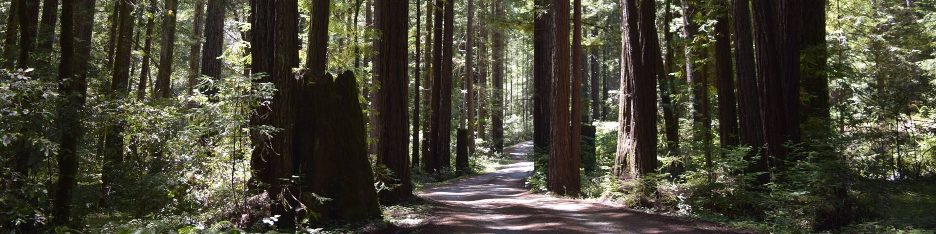 Path Through Tall Trees in Sunny Forest Near Willits, California