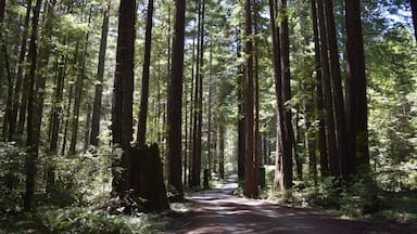 Path Through Tall Trees in Sunny Forest Near Willits, California