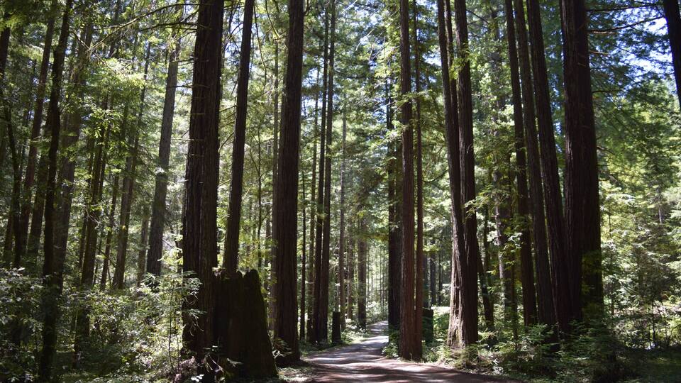 Path Through Tall Trees in Sunny Forest Near Willits, California