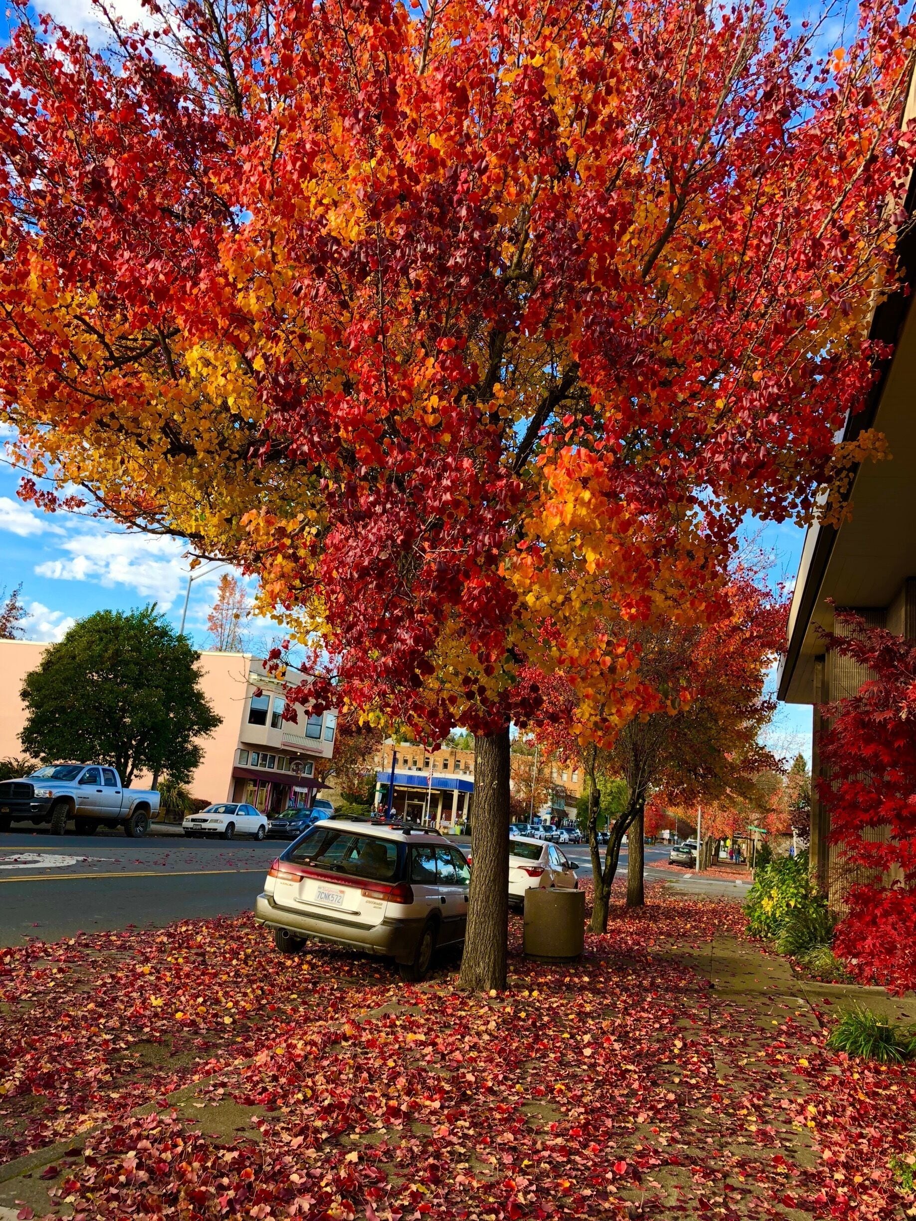 I love the color of fall season! 