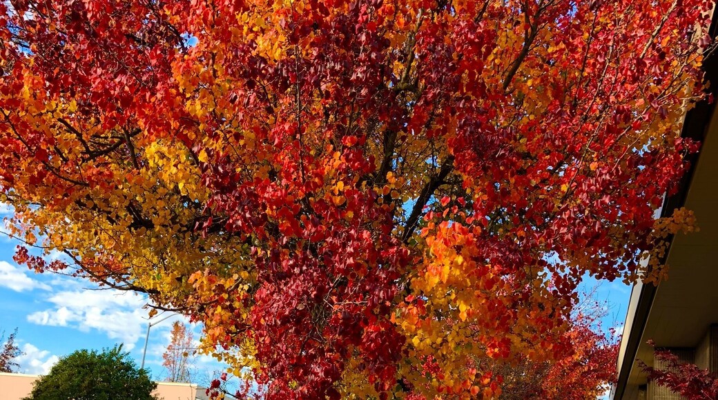 I love the color of fall season!