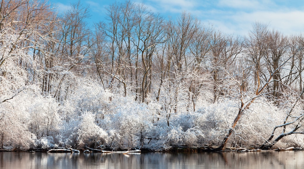 A spring snow shower covers the woods in McDowell Grove in a blanket of snow. Naperville, IL..IL-090405-0004