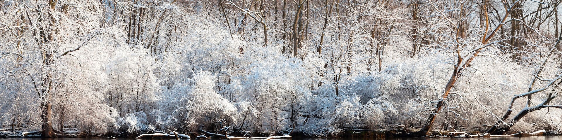 A spring snow shower covers the woods in McDowell Grove in a blanket of snow. Naperville, IL..IL-090405-0004