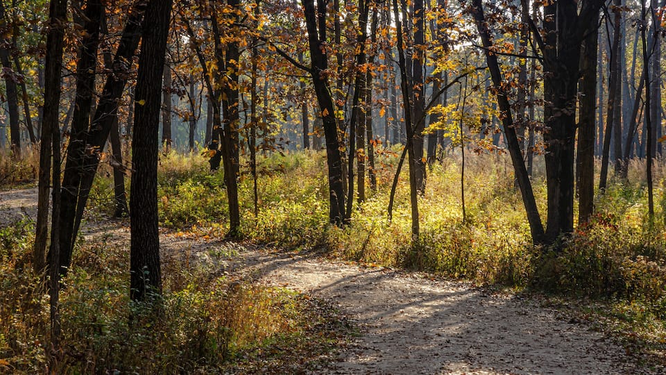 A forest path with trees and fallen leaves.