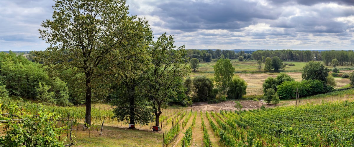 A vineyard with rows of grapevines, a large tree, and a cloudy sky.