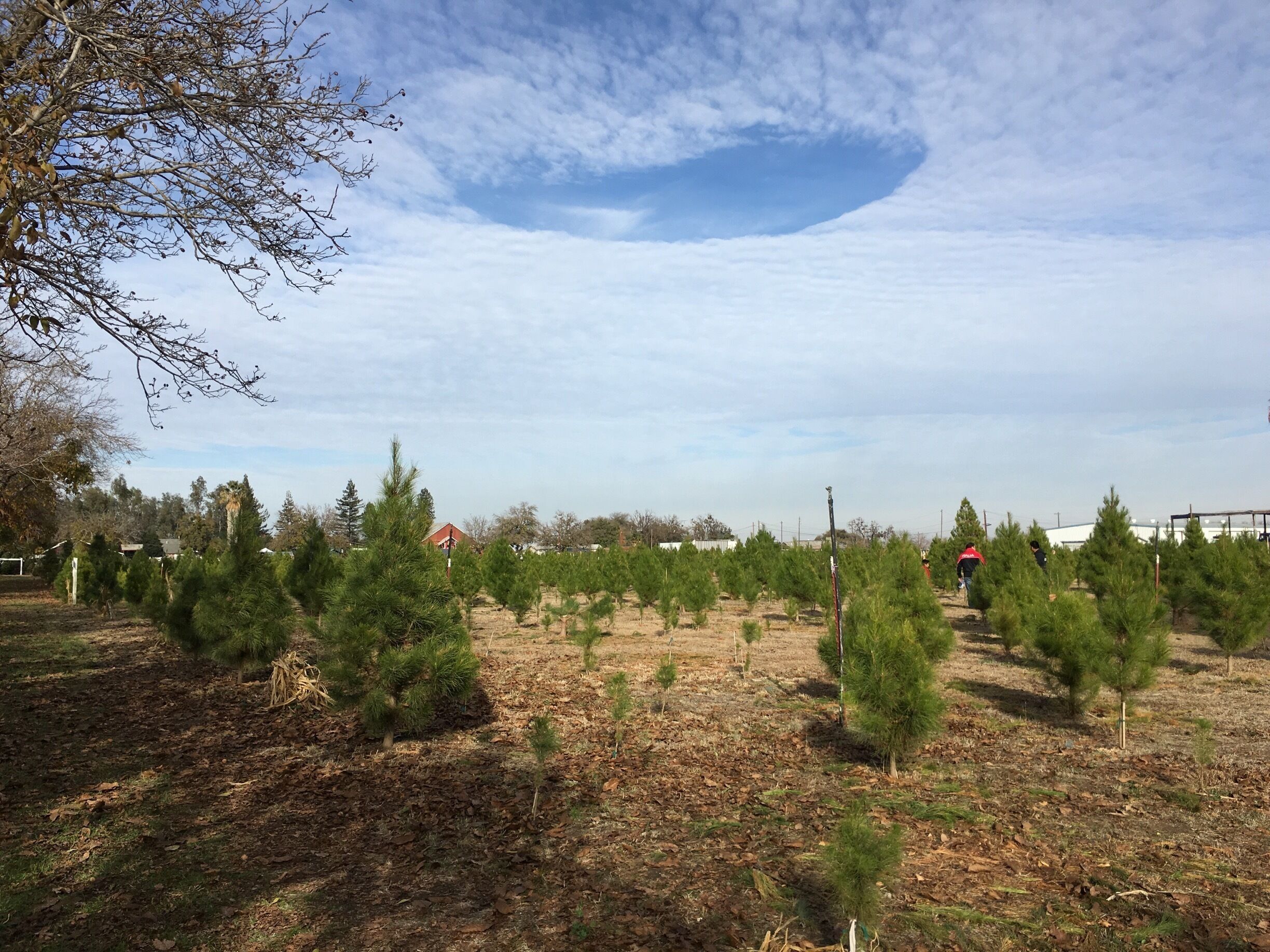 The best part about winter is going to Silveyville and cutting down a Christmas tree