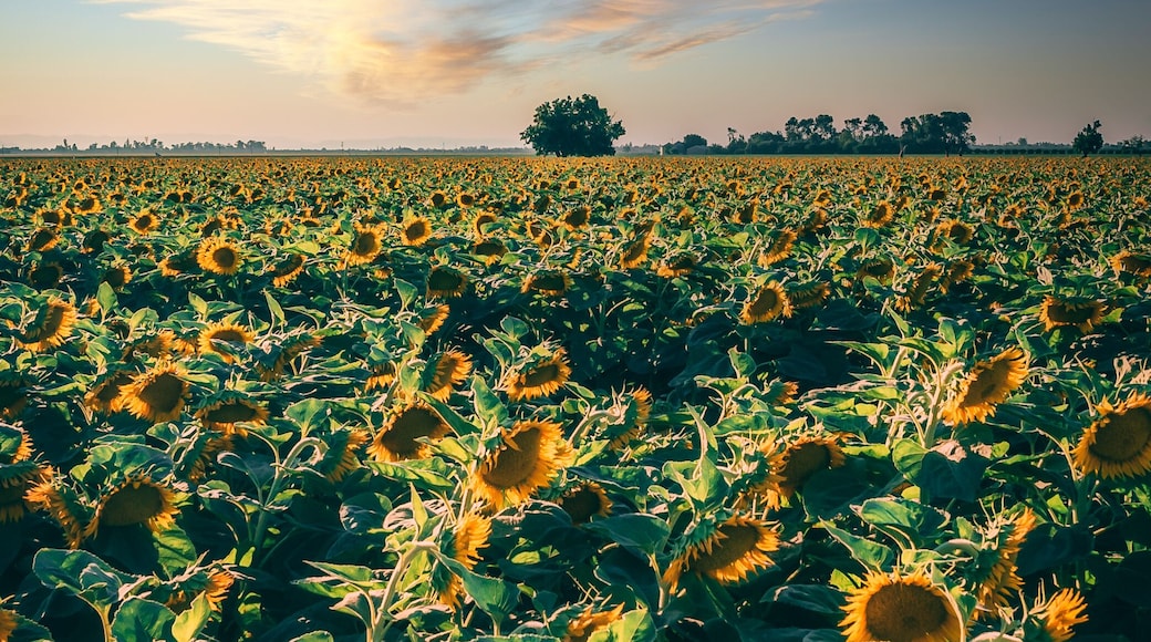 Beautiful shot of a blooming sunflower field in Dixon, California