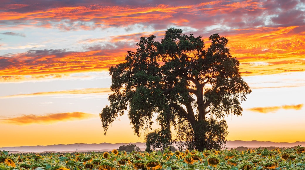 Sunflower Field at Sunset