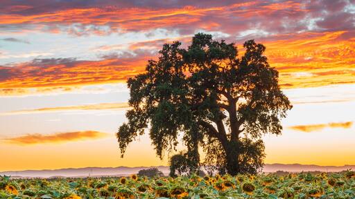 Sunflower Field at Sunset