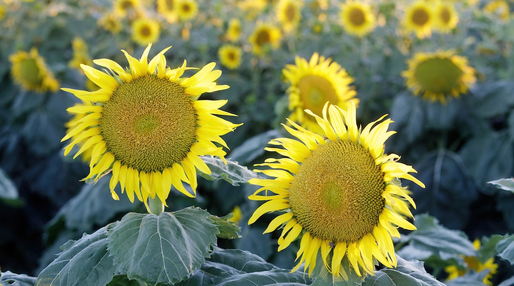 Sunflower Field in Bloom. Dixon, Solano County, California, USA.
