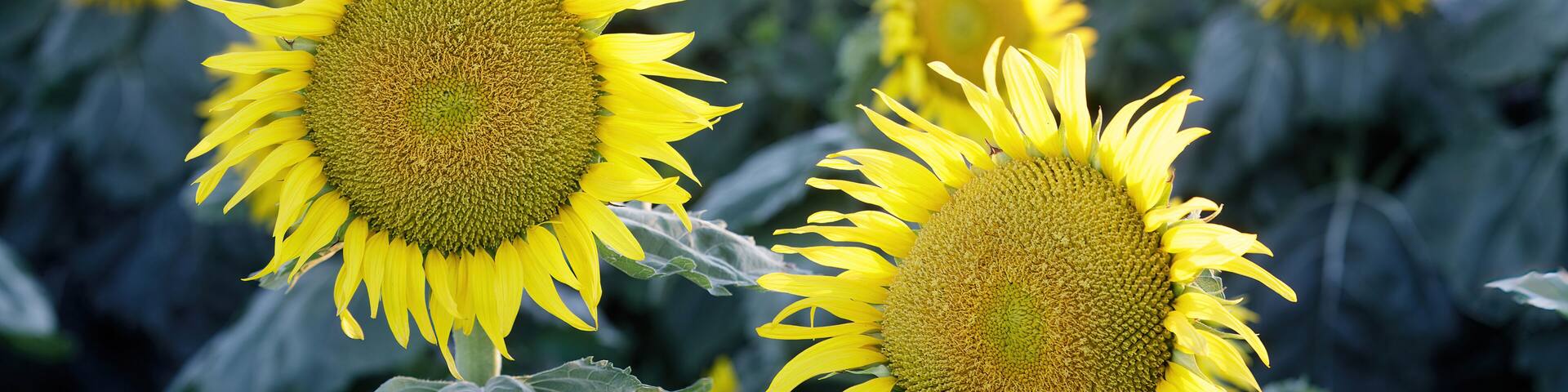 Sunflower Field in Bloom. Dixon, Solano County, California, USA.