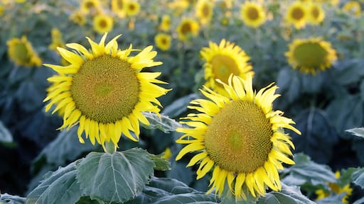 Sunflower Field in Bloom. Dixon, Solano County, California, USA.