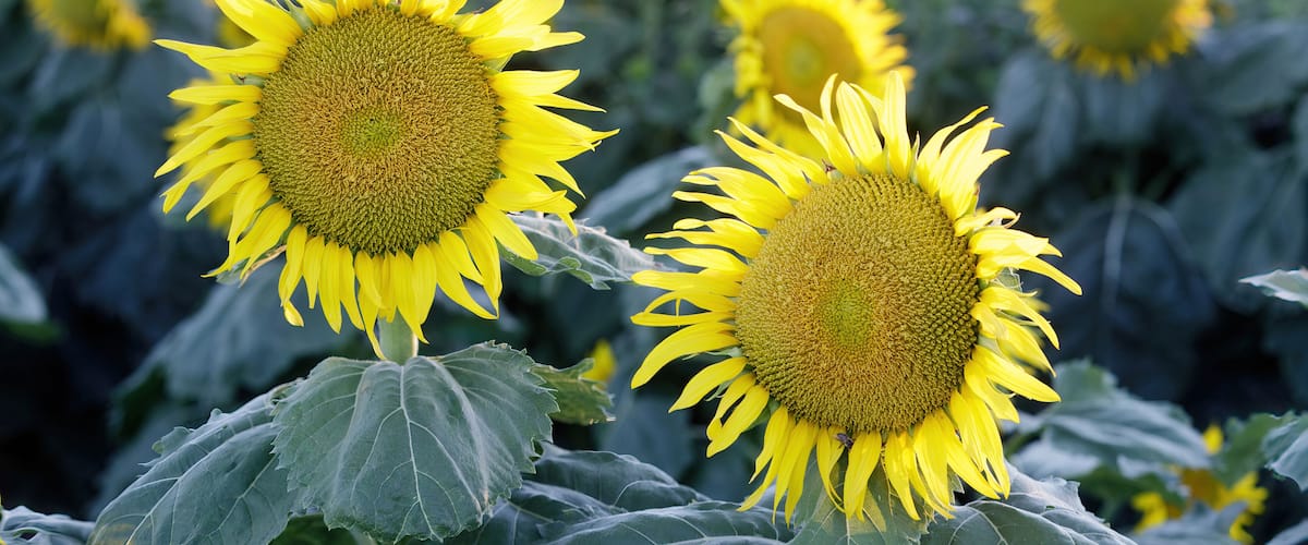 A field of sunflowers with large blooms and green leaves.