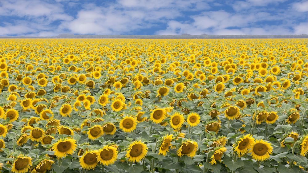 A vast sunflower field under a partly cloudy sky.