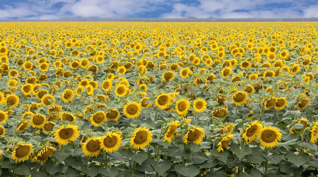 A vast sunflower field under a partly cloudy sky.