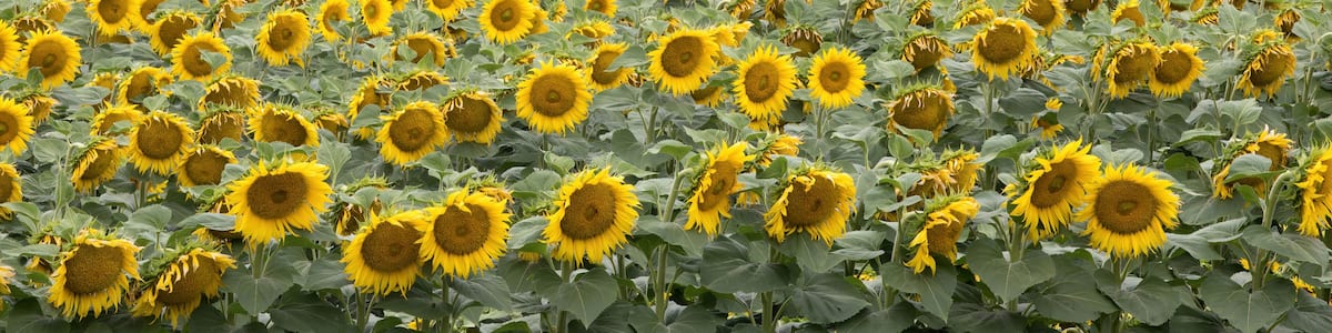 A vast sunflower field under a partly cloudy sky.