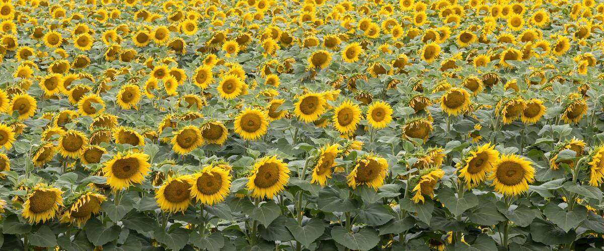 Sunflower Field in Bloom. Dixon, Solano County, California, USA.
