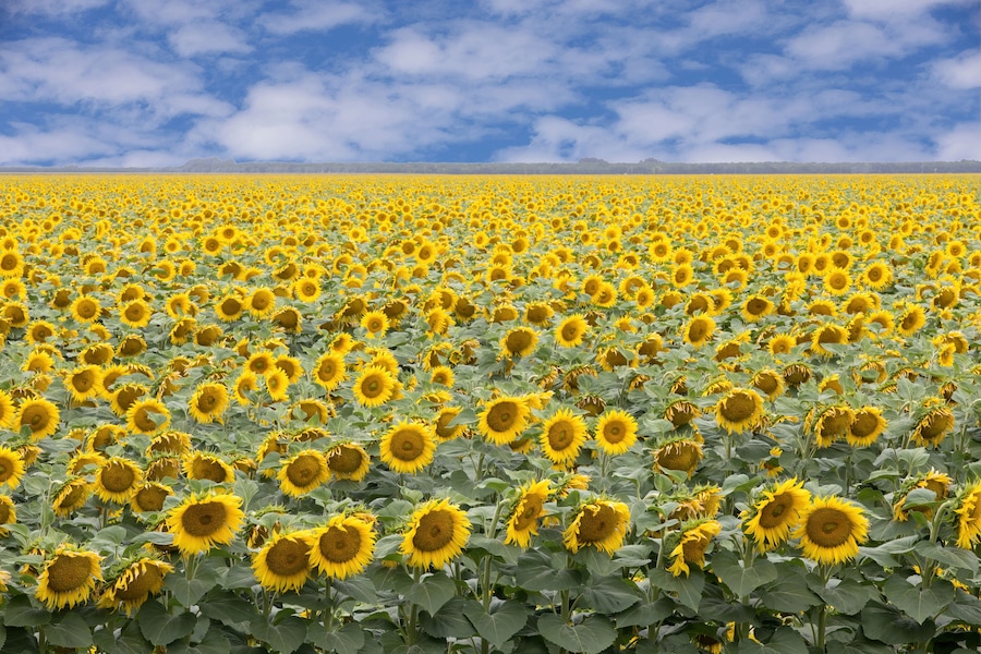 Sunflower Field in Bloom. Dixon, Solano County, California, USA.