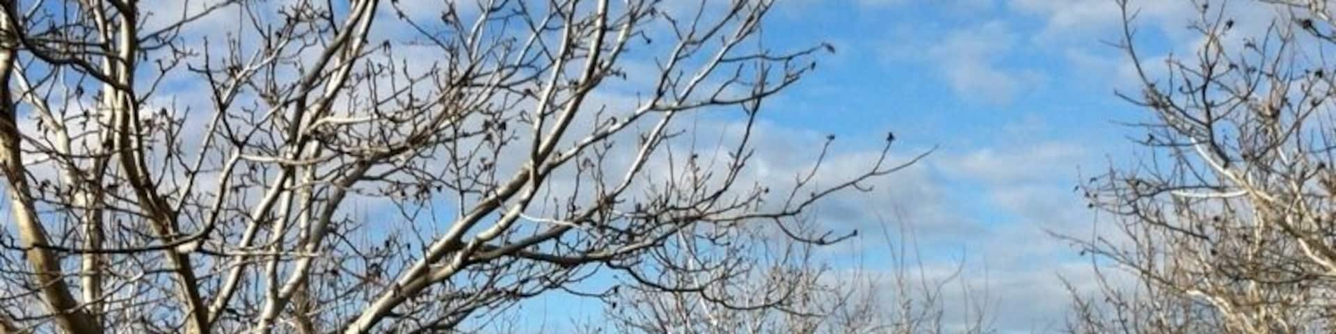 Lots of orchards hereabout.