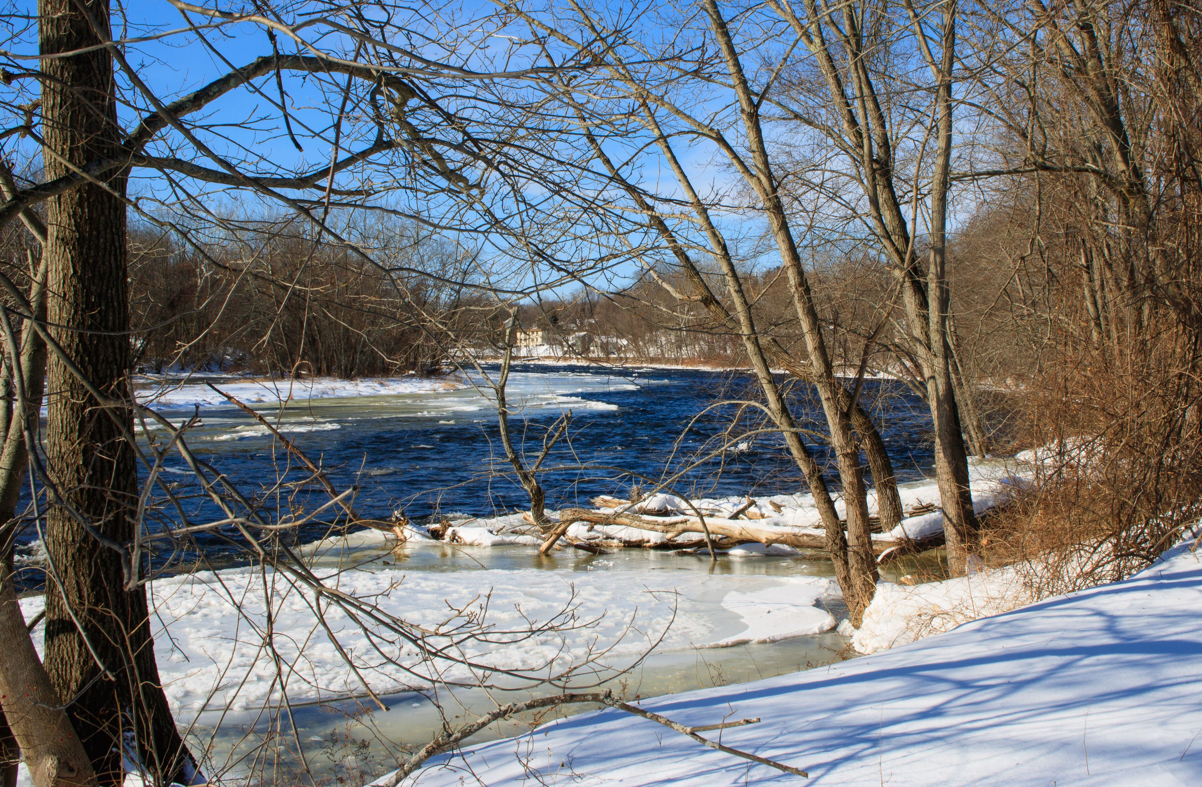 Trees on the banks of the Farmington River