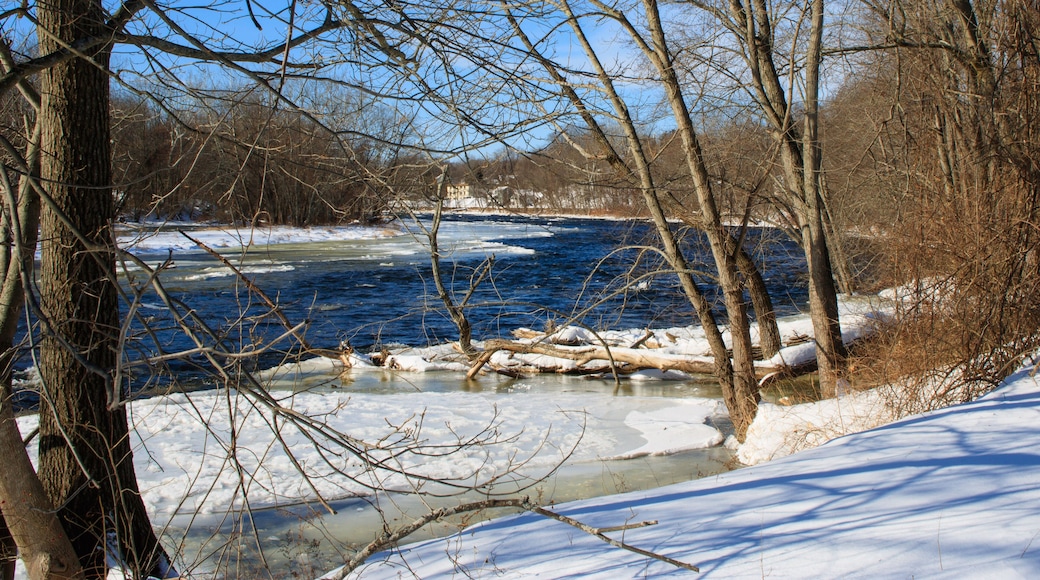 Trees on the banks of the Farmington River
