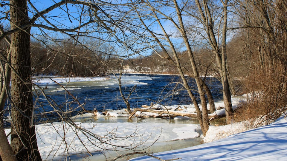 Trees on the banks of the Farmington River