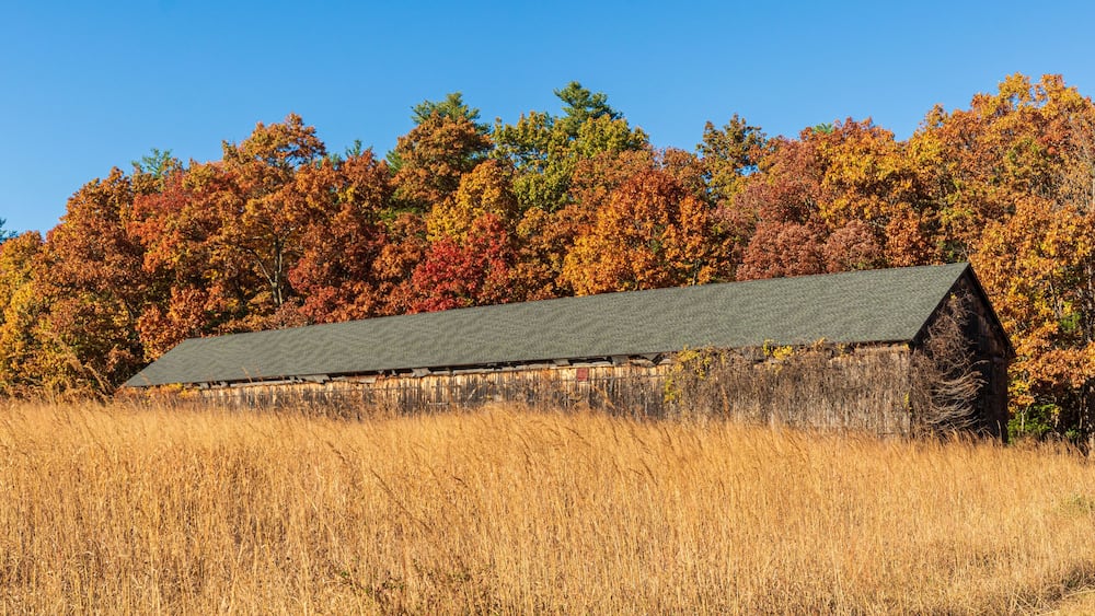 Old tobacco barn with oak trees