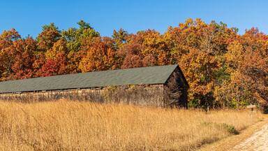 Old tobacco barn with oak trees
