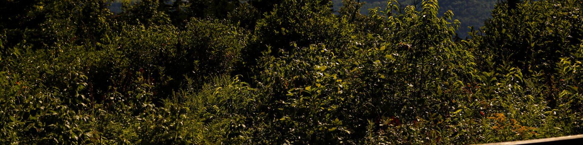 Great views of Vermont and New Hampshire.