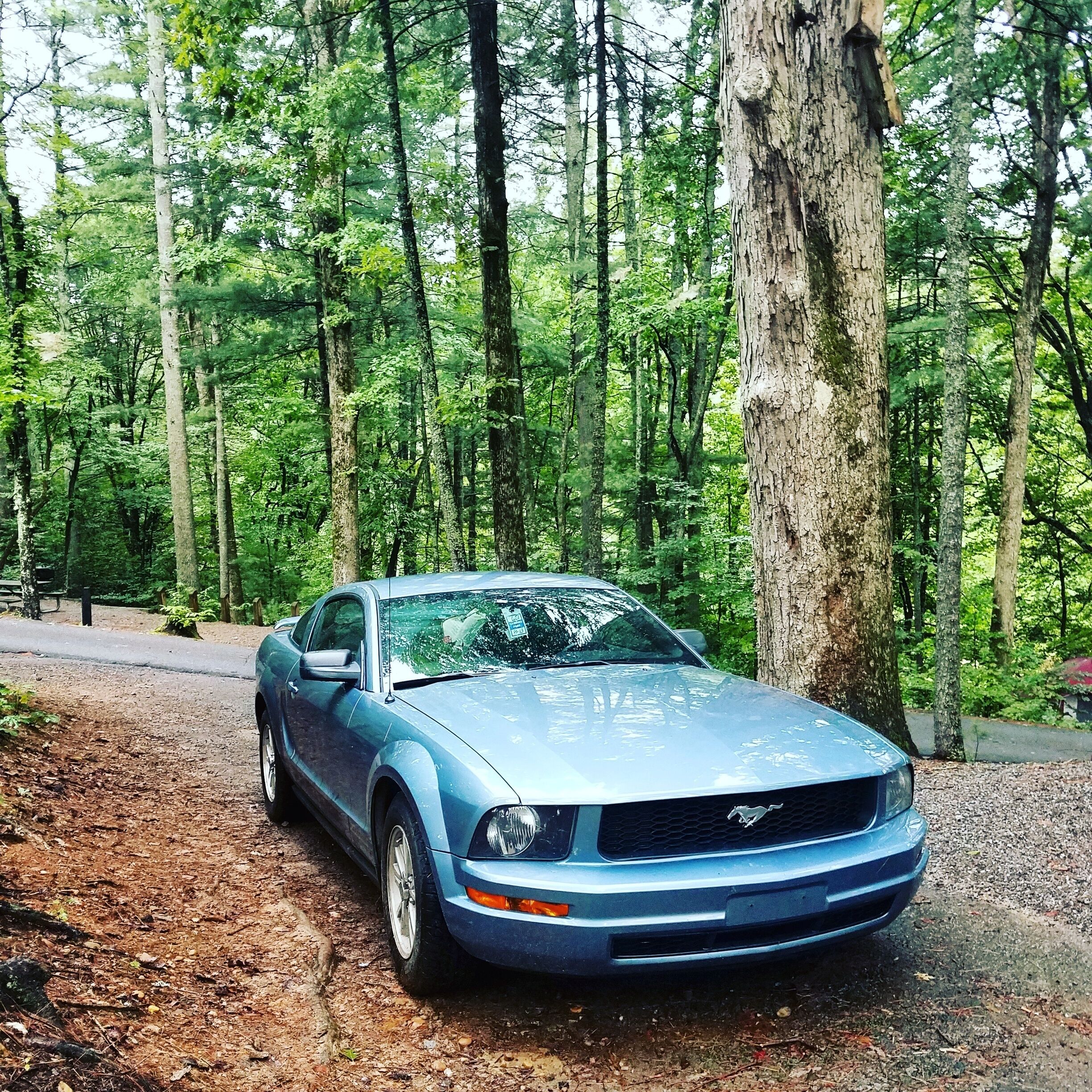Mustangs really are beautiful cars.
