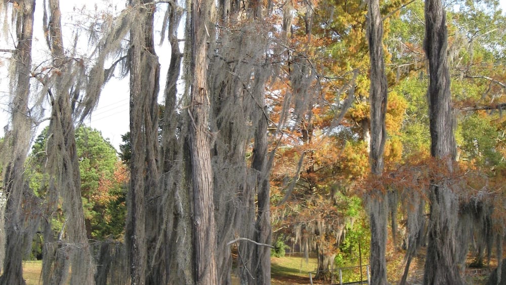 Tall cypress trees with Spanish moss on Bayou DeSaird