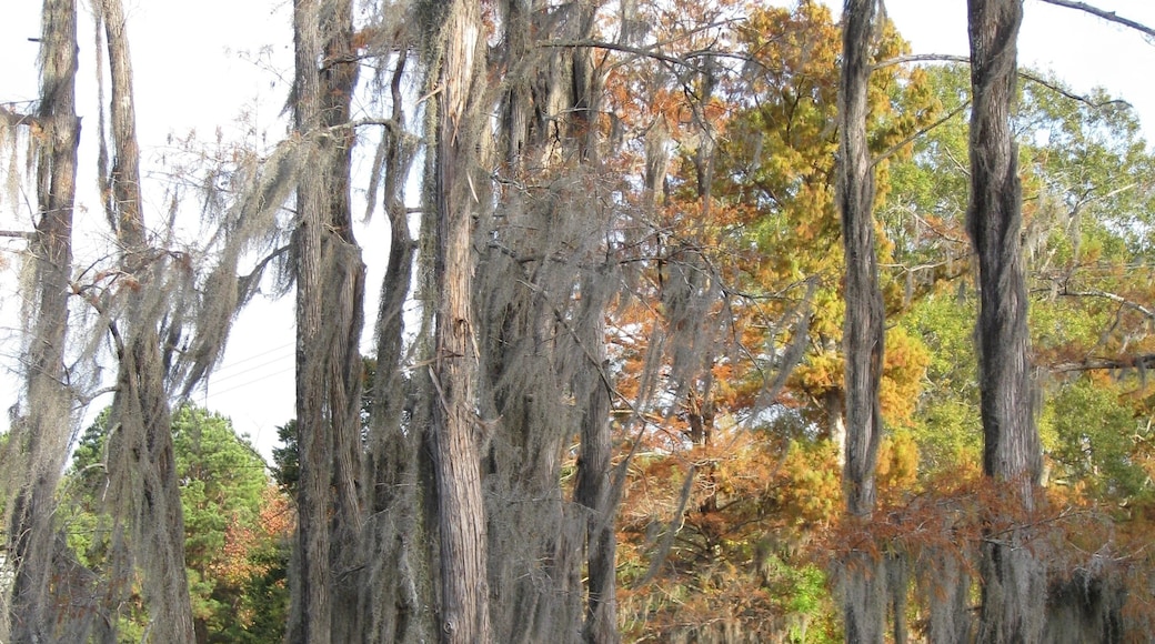 Tall cypress trees with Spanish moss on Bayou DeSaird